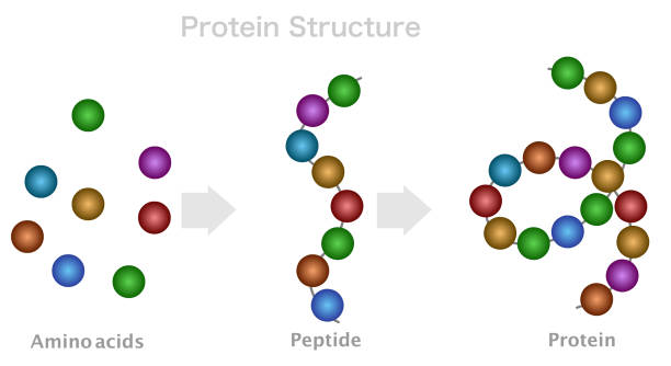 1-Gram Retatrutide (LY3437943), 99.9% Purity Peptide $1459.00